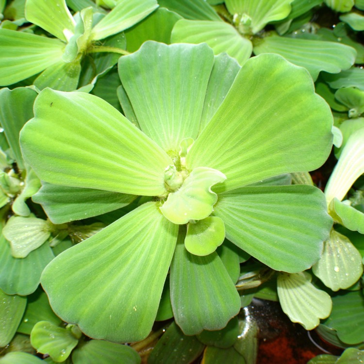 Vijver/drijfplanten